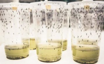 Victory Unnoticed In The Pandemic World Mosquito Program