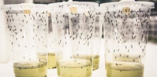 Victory Unnoticed In The Pandemic World Mosquito Program