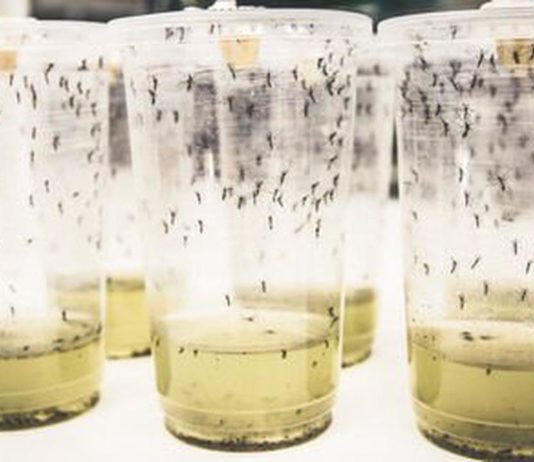 Victory Unnoticed In The Pandemic World Mosquito Program