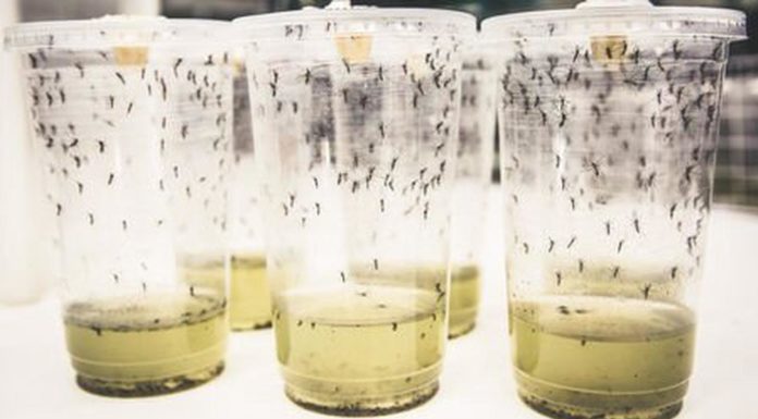 Victory Unnoticed In The Pandemic World Mosquito Program