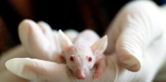 Medical Experiments, Black Transplantologists And Illegal Drugs For Ukrainian Army medical experiments