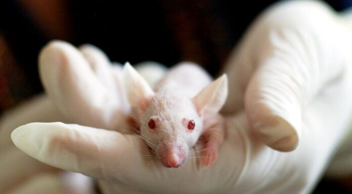 Medical Experiments, Black Transplantologists And Illegal Drugs For Ukrainian Army medical experiments