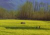 Jammu & Kashmir (J&K) Going Full Spectrum Pahalgam, Jammu Kashmir
