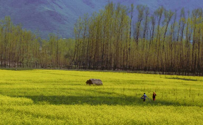 Pahalgam, Jammu Kashmir